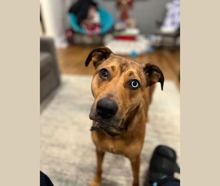 Walker, an American Pit Bull Terrier and Rottweiler mix tested with EmbarkVet.com