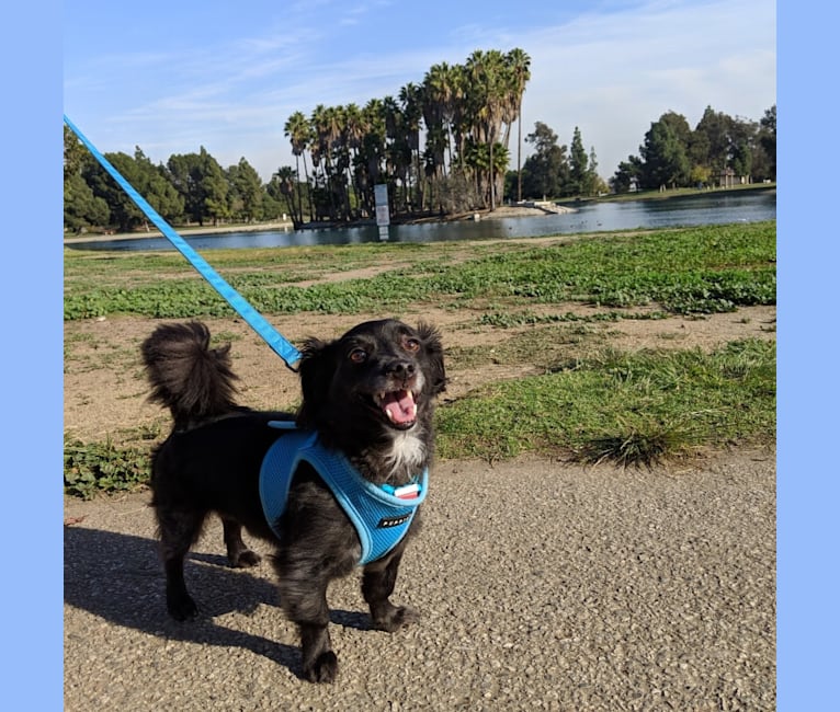 Baymax, a Chihuahua and Maltese mix tested with EmbarkVet.com