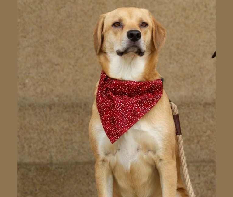 Roxy, a Beagle and German Shepherd Dog mix tested with EmbarkVet.com