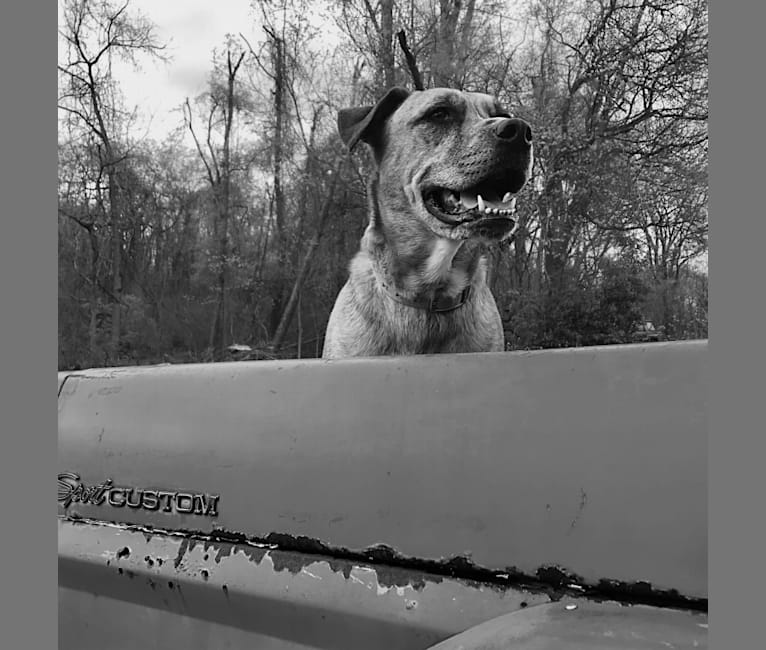 Chubs, an American Bulldog and Siberian Husky mix tested with EmbarkVet.com