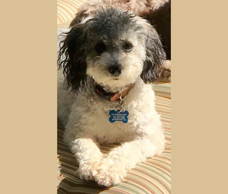 Zoey, a Poodle (Small) and Shih Tzu mix tested with EmbarkVet.com