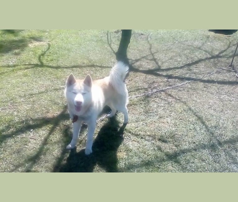 Dakota, a Siberian Husky tested with EmbarkVet.com