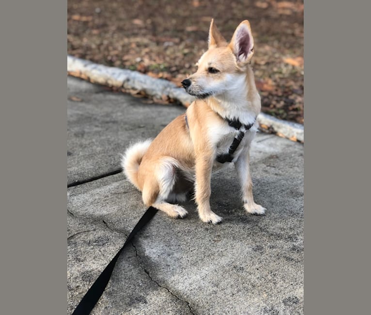 Bruno, a Pomeranian and Miniature Schnauzer mix tested with EmbarkVet.com