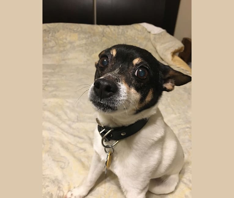 Photo of Rocco, a Russell-type Terrier, Rat Terrier, American Eskimo Dog, and Mixed mix in Nebraska, USA