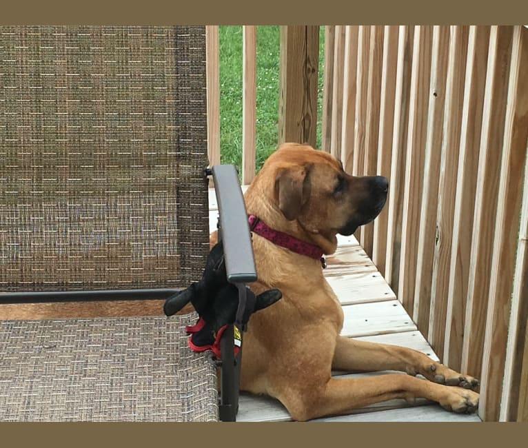 Mia, a Rottweiler and Labrador Retriever mix tested with EmbarkVet.com