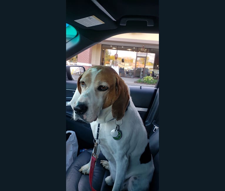 Photo of Little Joe, aka "Scar Face,"  Our #1 Hound Dog, a Treeing Walker Coonhound  in West Virginia, USA