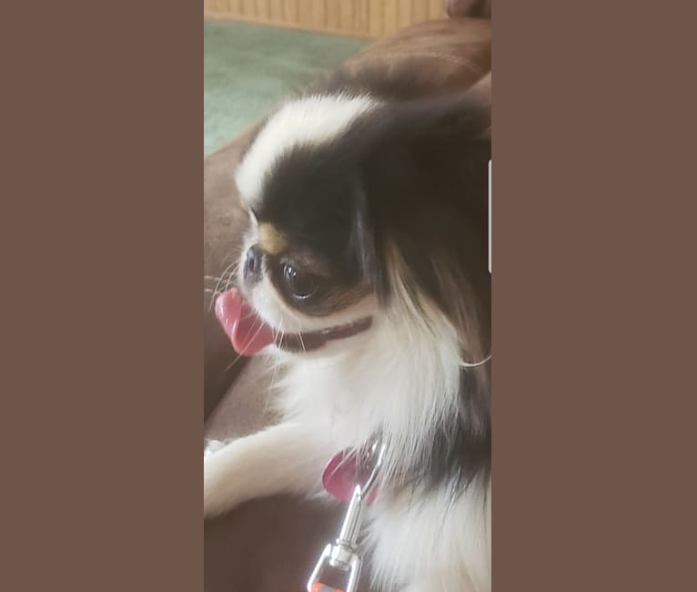 Posh's Touche Boogeyman is Comin' To Get Ya, a Japanese Chin tested with EmbarkVet.com