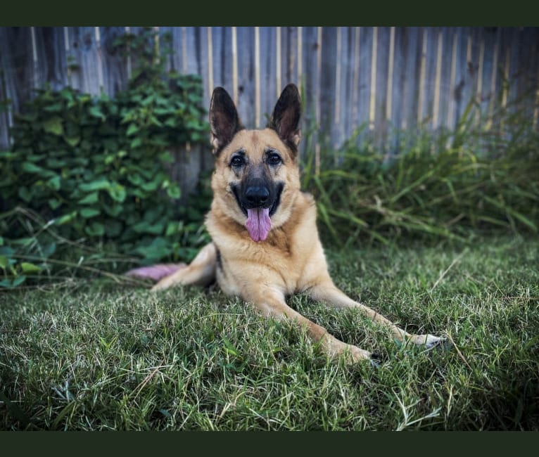 Photo of “Elie” Remi Elie’s Rookie Year, a German Shepherd Dog 