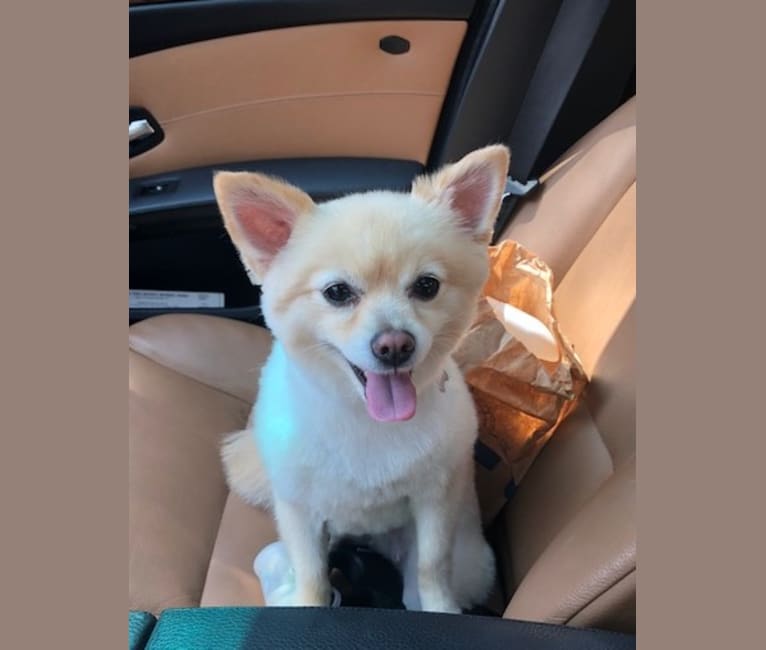 Embark Dog Dna Test Breed