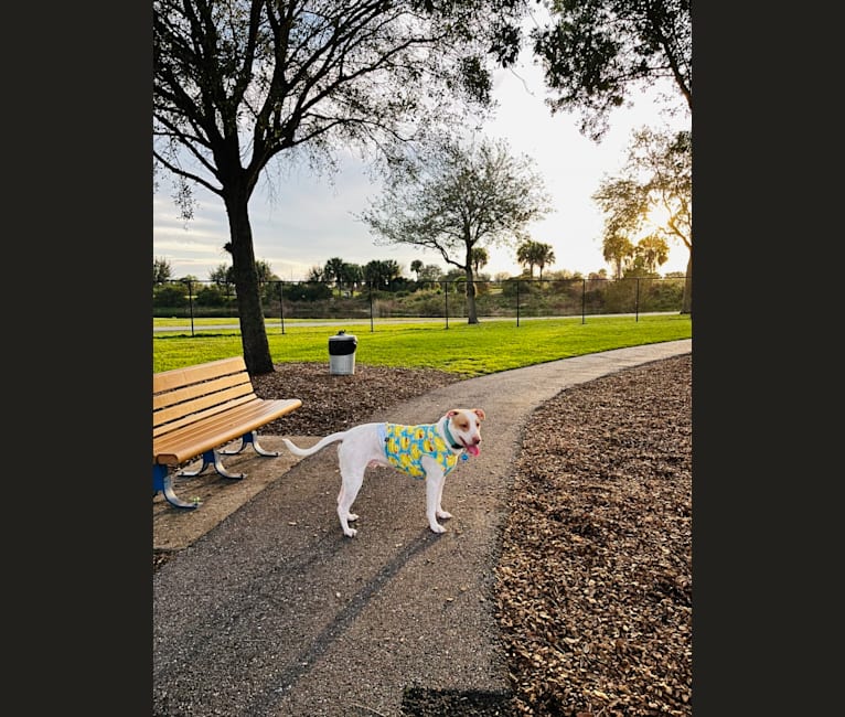 Casper, an American Pit Bull Terrier and Labrador Retriever mix tested with EmbarkVet.com