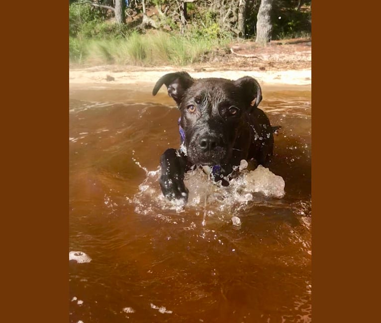 Theo, an American Pit Bull Terrier and American Staffordshire Terrier mix tested with EmbarkVet.com