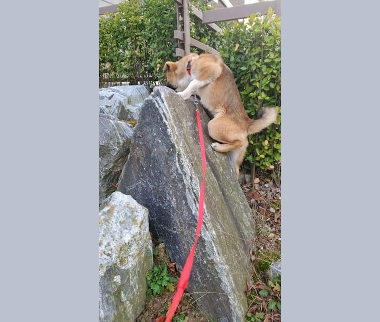 Frodo, a Japanese or Korean Village Dog tested with EmbarkVet.com