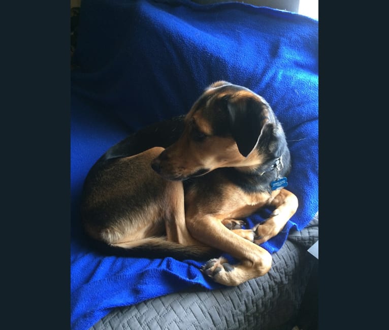 Foxhound hot sale shepherd mix
