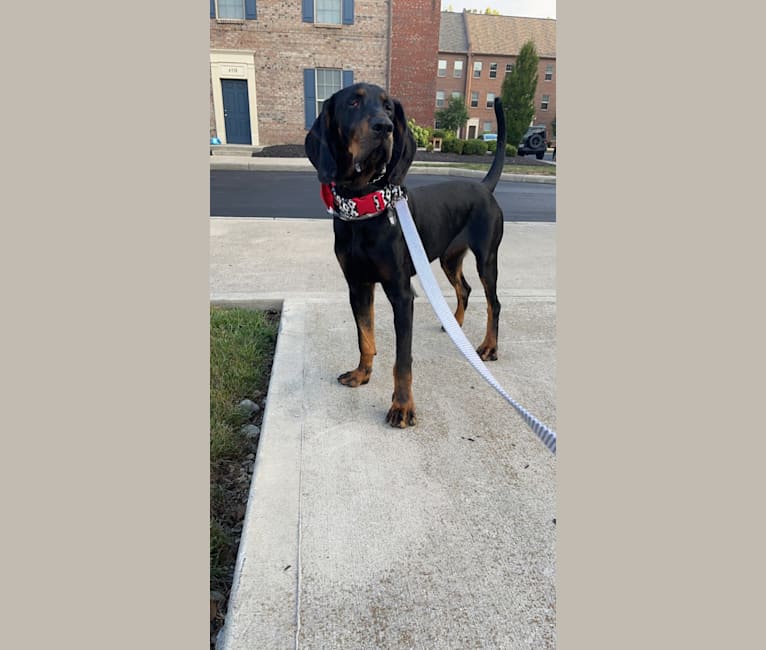 Maxwell Eugene, a Black and Tan Coonhound tested with EmbarkVet.com