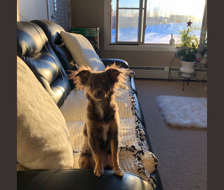 Photo of Zuna, a Chihuahua  in Edmonton, AB, Canada