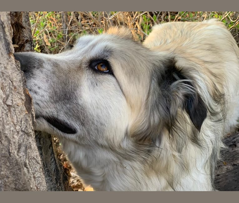 Hank, a Great Pyrenees and Alaskan Malamute mix tested with EmbarkVet.com