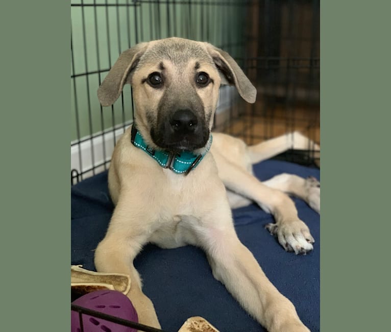 Photo of Gryffin, a Great Pyrenees and Mountain Cur mix in Mississippi, USA