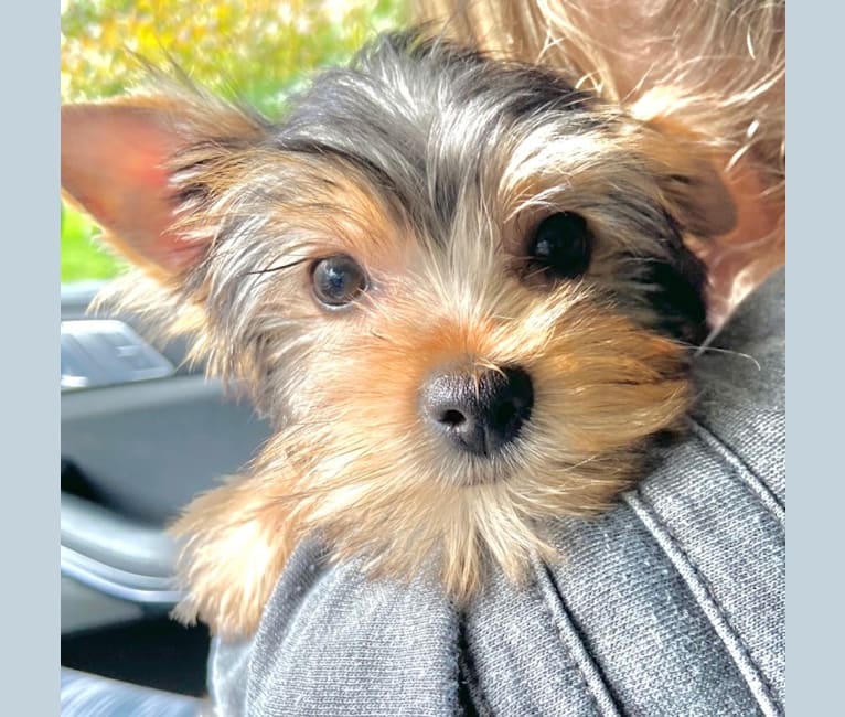 Miley, a Yorkshire Terrier tested with EmbarkVet.com