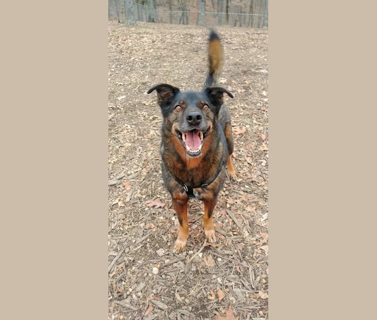 Zeus, an Australian Cattle Dog and German Shorthaired Pointer mix tested with EmbarkVet.com