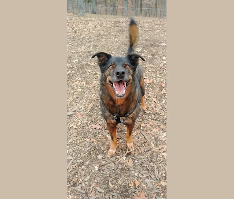 Rottweiler pointer mix shop