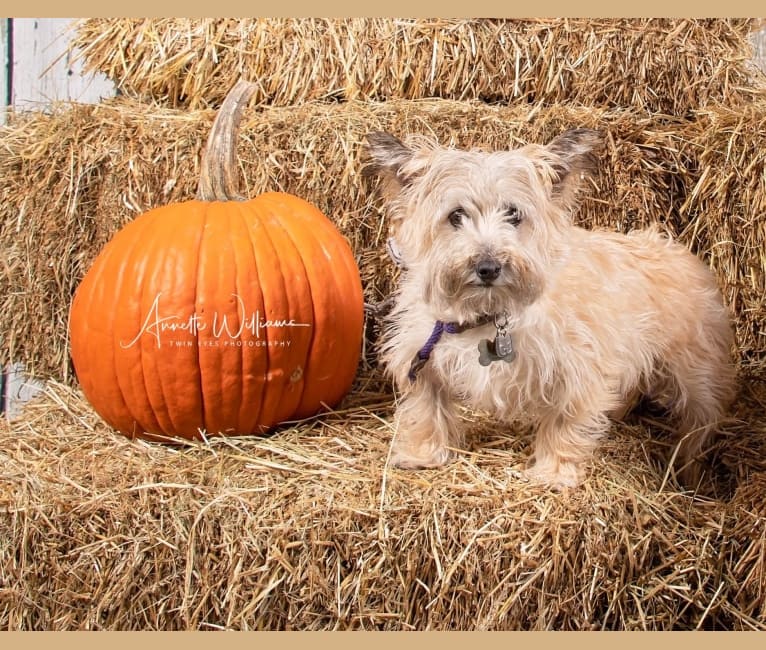 Duncan, a Cairn Terrier and West Highland White Terrier mix tested with EmbarkVet.com