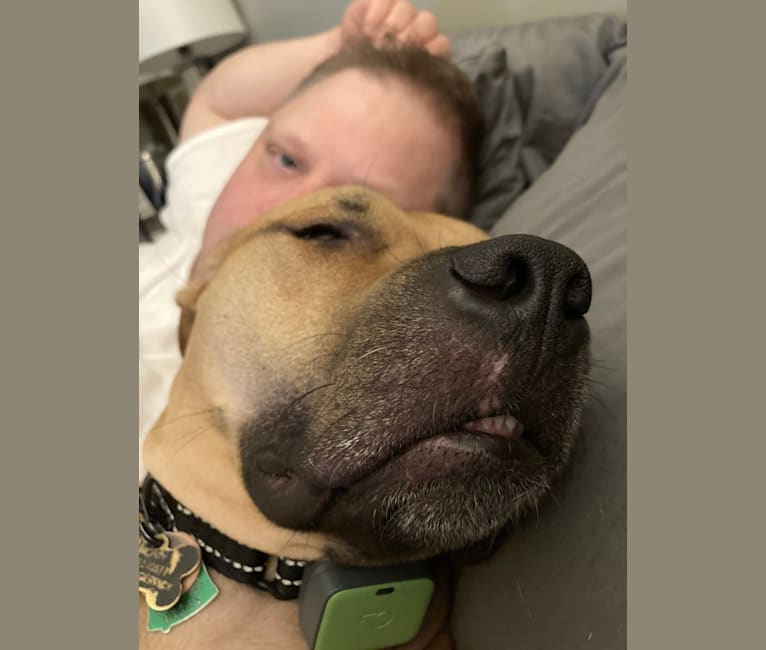 Monty, an American Pit Bull Terrier tested with EmbarkVet.com