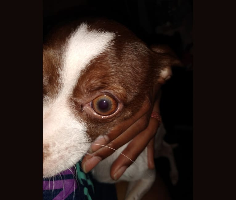 Lobo, a Chihuahua tested with EmbarkVet.com