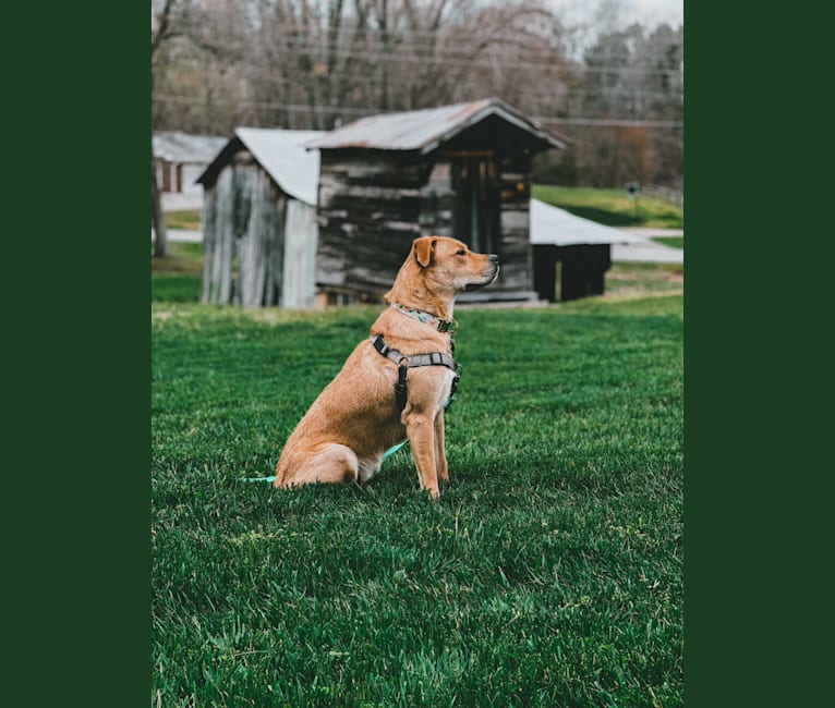 Photo of Willow, an American Pit Bull Terrier, German Shepherd Dog, and Bulldog mix in Alabama, USA