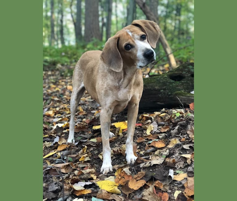 Sadie, an American English Coonhound tested with EmbarkVet.com