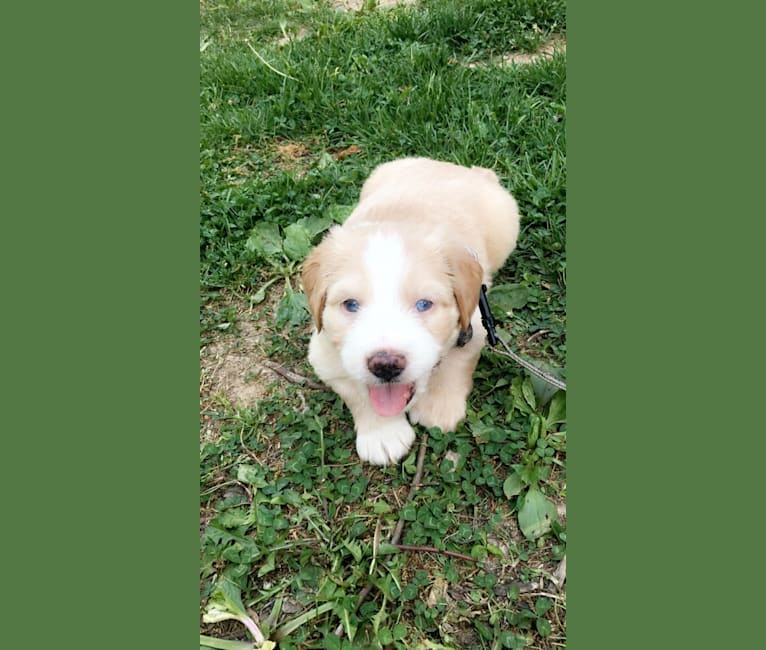 Photo of Leo, a Beagle, Golden Retriever, Labrador Retriever, Pug, and Australian Shepherd mix in Nashville, Tennessee, USA
