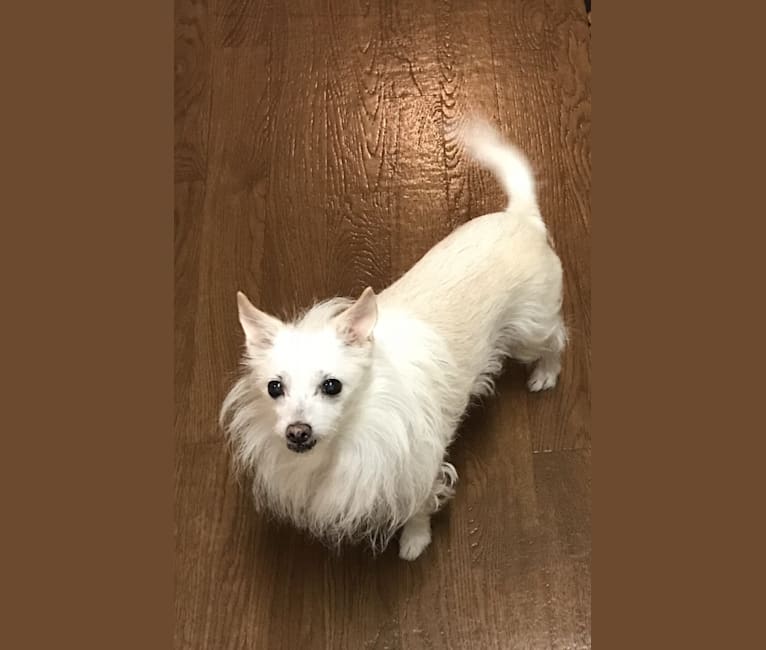 maltese chihuahua full grown