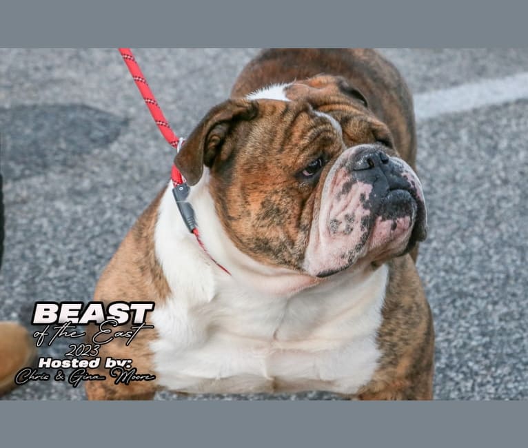 Mack ZADDDYYY, a Bulldog and Olde English Bulldogge mix tested with EmbarkVet.com