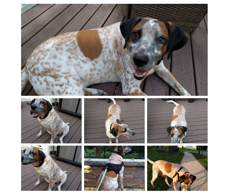 Embark Dog DNA Test Breed