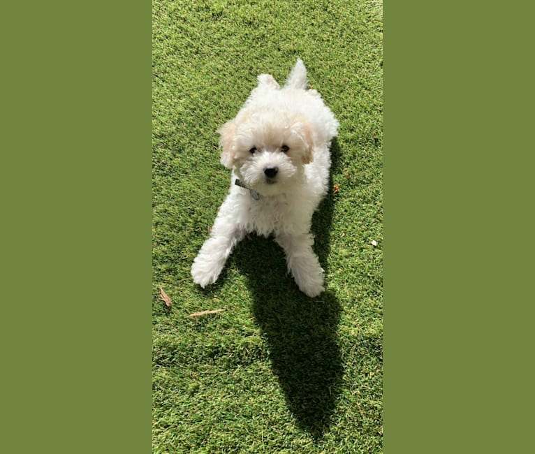 Theo, a Poodle (Small) and Pekingese mix tested with EmbarkVet.com