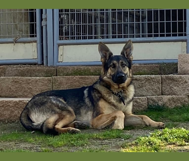 Zeus, a German Shepherd Dog and Chow Chow mix tested with EmbarkVet.com