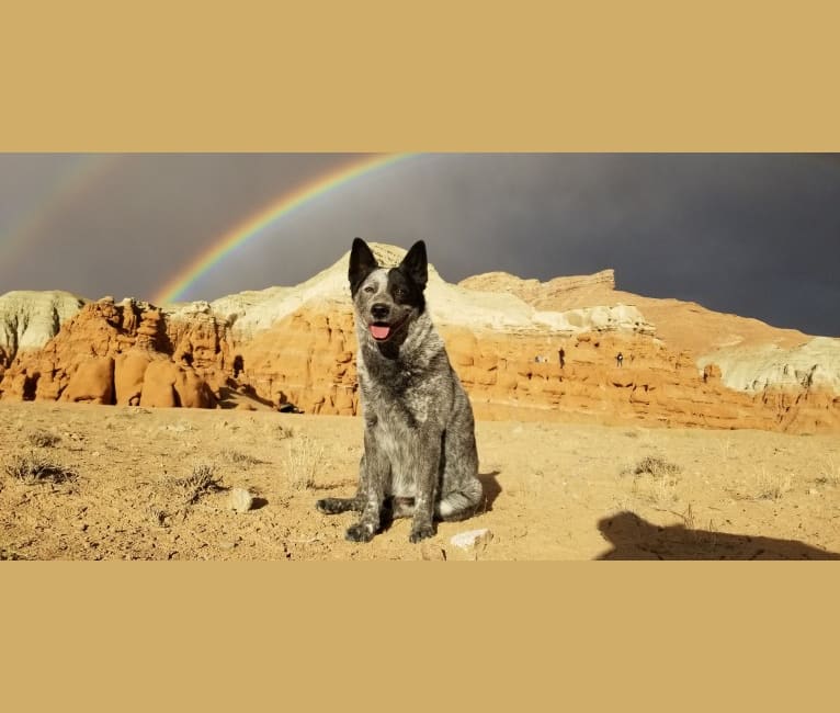 Trace, an Australian Cattle Dog and Koolie mix tested with EmbarkVet.com