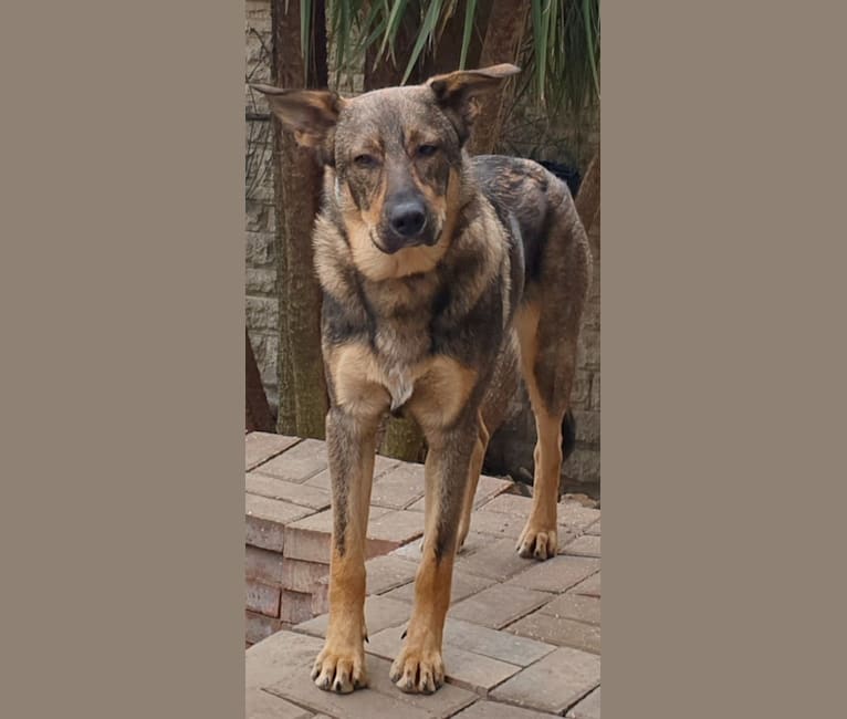 Django, an Eastern European Village Dog tested with EmbarkVet.com
