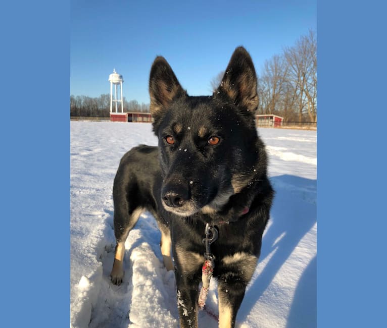 Photo of Laika, a Siberian Husky, Border Collie, and Australian Cattle Dog mix in Gower, MO, USA