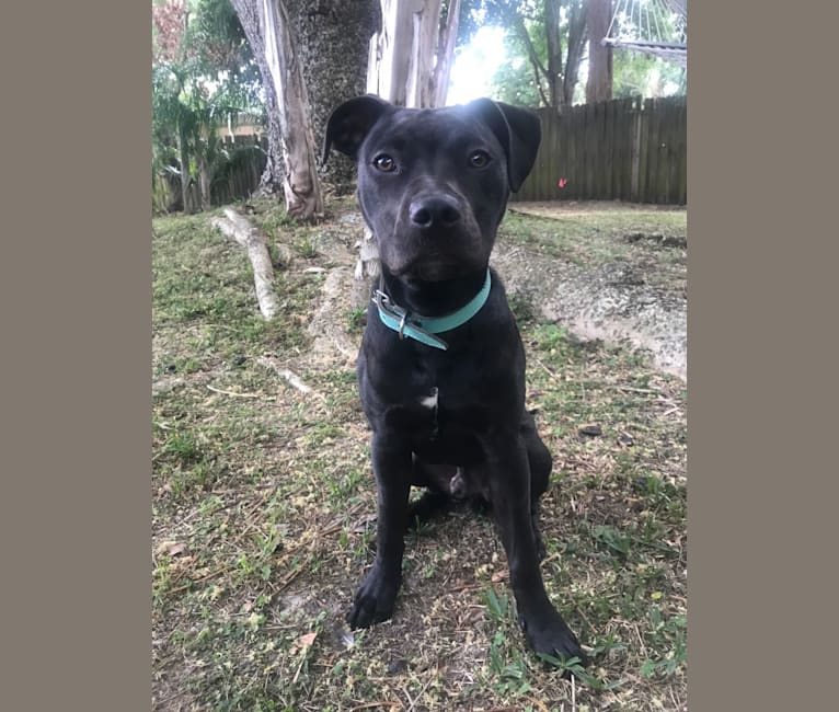 Photo of Bojangle, an American Pit Bull Terrier, American Staffordshire Terrier, and Mixed mix in Florida, USA
