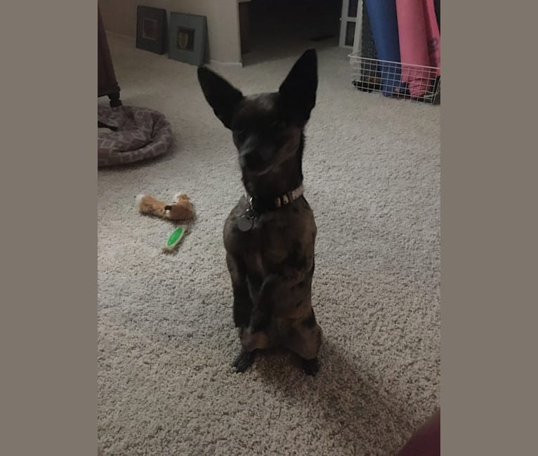 Ochi, a Chihuahua and Pomeranian mix tested with EmbarkVet.com