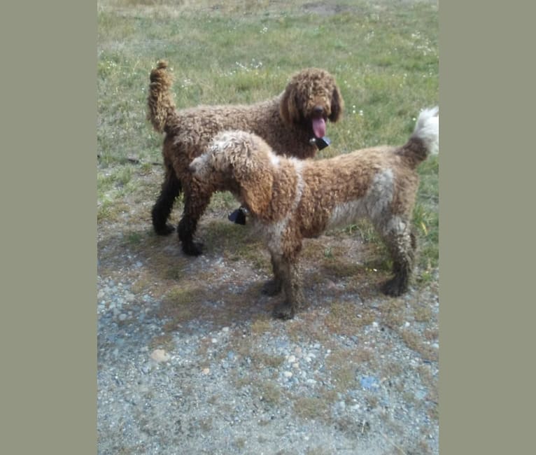 Photo of MERCEDES, a Poodle (Standard)  in Benton City, WA, USA