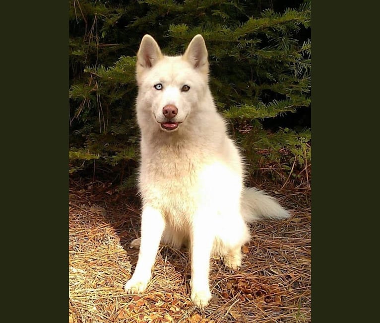 Meeshka, a Siberian Husky tested with EmbarkVet.com