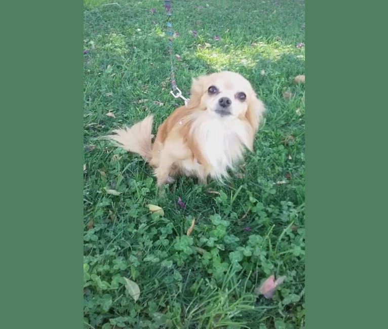 L'il Critter, a Chihuahua tested with EmbarkVet.com
