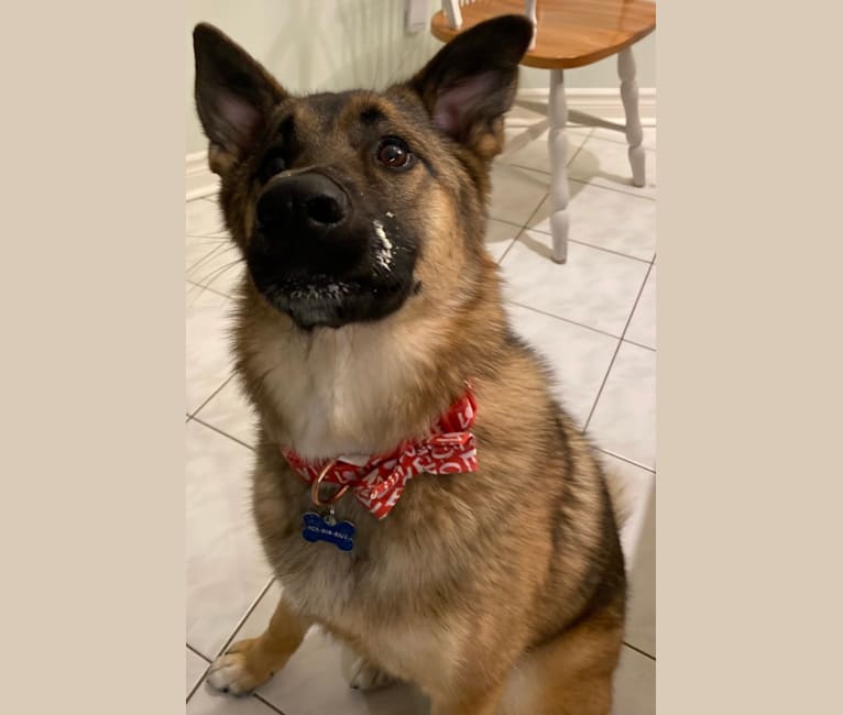 Percy, a Norwegian Elkhound and Australian Cattle Dog mix tested with EmbarkVet.com