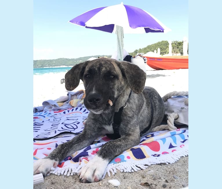 German shepherd dogo argentino mix sale