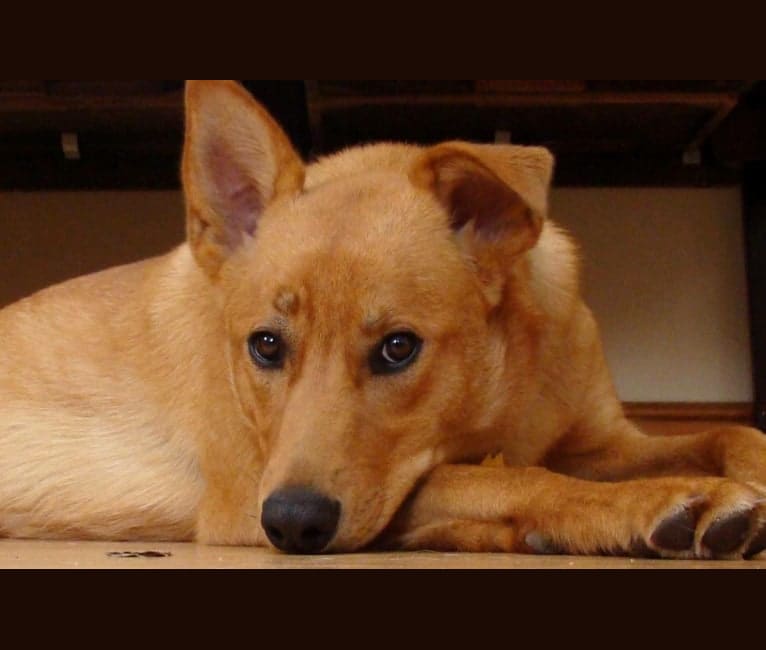 Greta, a Siberian Husky and Rottweiler mix tested with EmbarkVet.com