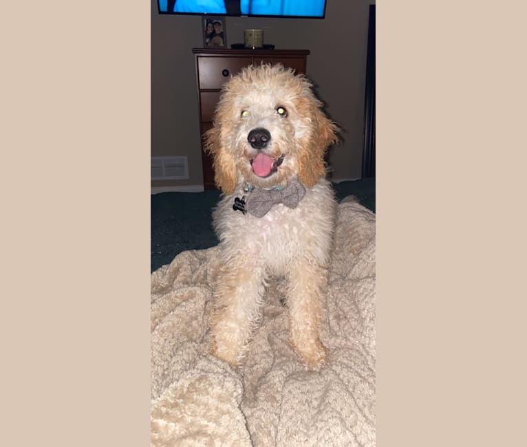 Butters, a St. Berdoodle tested with EmbarkVet.com
