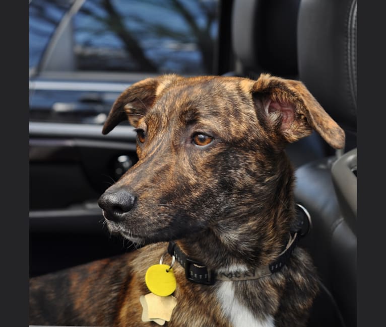 Treeing tennessee brindle mix sales