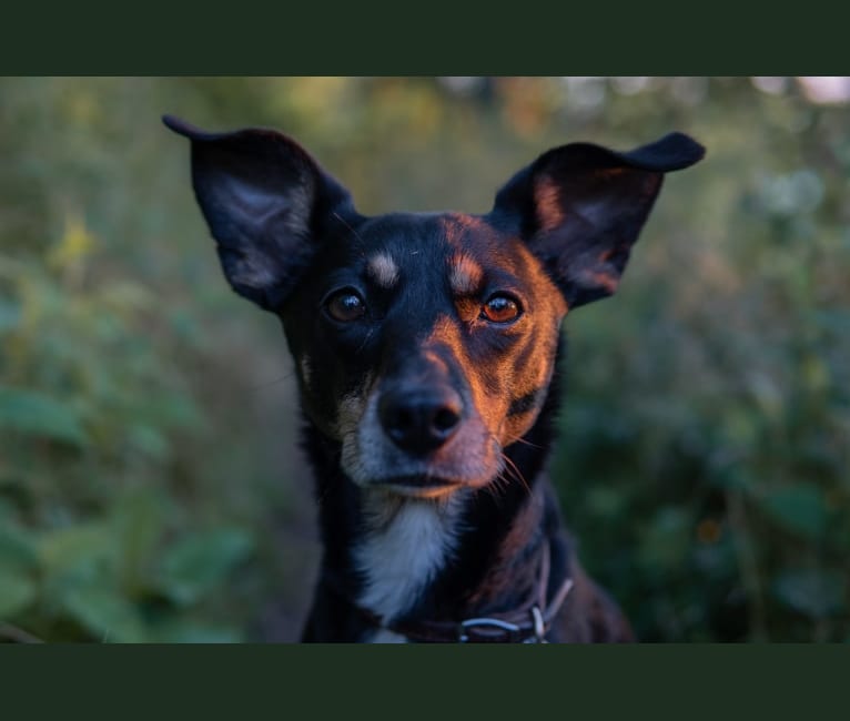 Remy, a Rat Terrier and Australian Cattle Dog mix tested with EmbarkVet.com