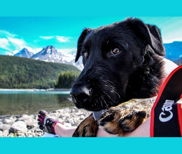 Moose, a Rottweiler and German Shepherd Dog mix tested with EmbarkVet.com